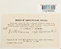 Distichium capillaceum image