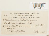 Distichium capillaceum image