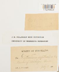 Distichium capillaceum image