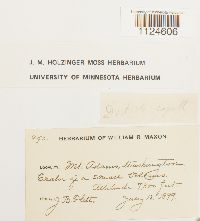 Distichium capillaceum image