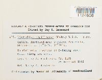 Distichium capillaceum image