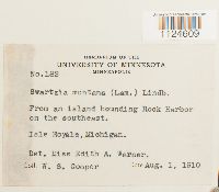 Distichium capillaceum image