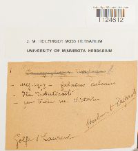 Distichium capillaceum image