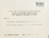 Distichium capillaceum image