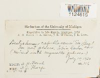 Distichium capillaceum image