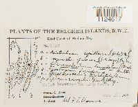 Distichium capillaceum image