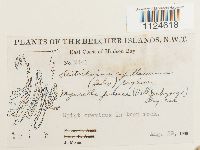 Distichium capillaceum image