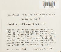 Distichium capillaceum image