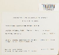 Distichium capillaceum image