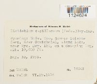 Distichium capillaceum image