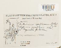 Distichium capillaceum image