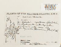 Distichium capillaceum image