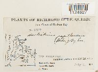 Distichium capillaceum image