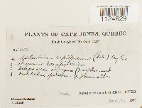 Distichium capillaceum image