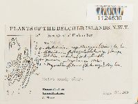 Distichium capillaceum image