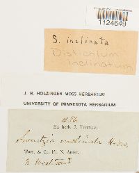 Distichium inclinatum image