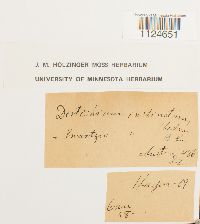 Distichium inclinatum image