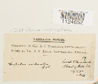 Distichium inclinatum image