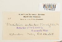 Distichium inclinatum image