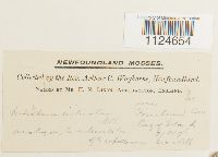 Distichium inclinatum image