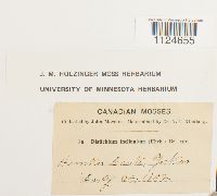 Distichium inclinatum image