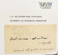 Distichium inclinatum image