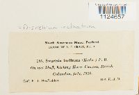 Distichium inclinatum image