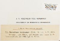 Distichium inclinatum image