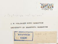 Distichium inclinatum image