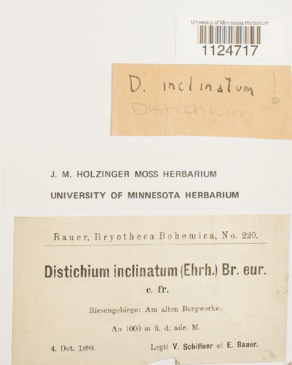 Distichium inclinatum image