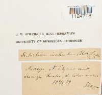 Distichium inclinatum image