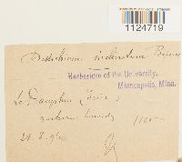 Distichium inclinatum image