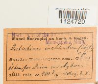 Distichium inclinatum image