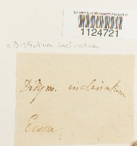 Distichium inclinatum image