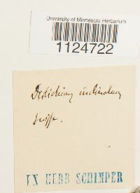 Distichium inclinatum image