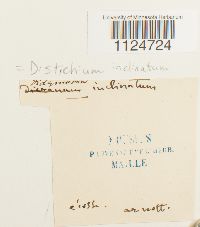 Distichium inclinatum image