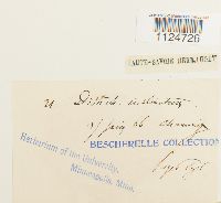 Distichium inclinatum image