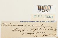 Distichium inclinatum image