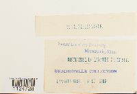 Distichium inclinatum image