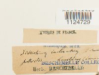 Distichium inclinatum image