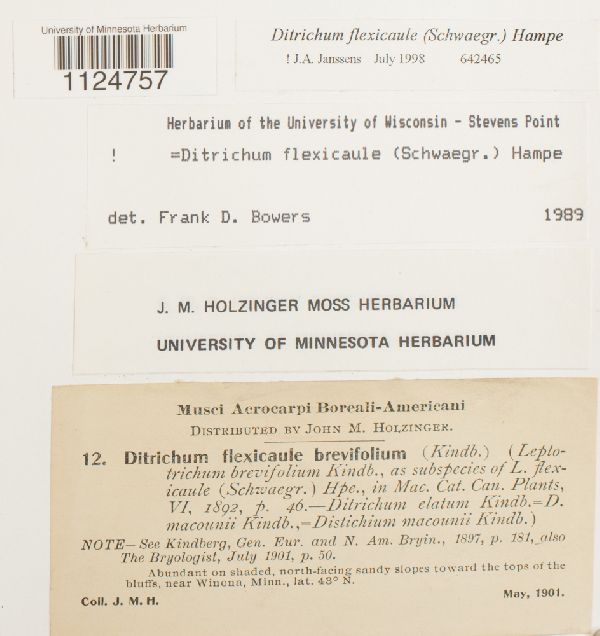 Ditrichum flexicaule image