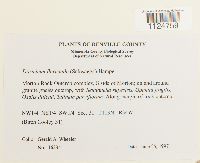 Ditrichum flexicaule image