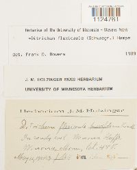 Ditrichum flexicaule image