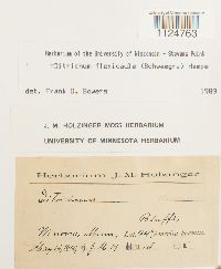 Ditrichum flexicaule image