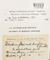 Ditrichum flexicaule image