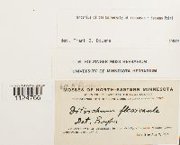 Ditrichum flexicaule image