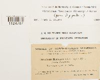 Ditrichum flexicaule image