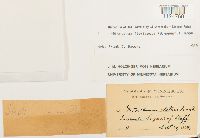 Ditrichum flexicaule image