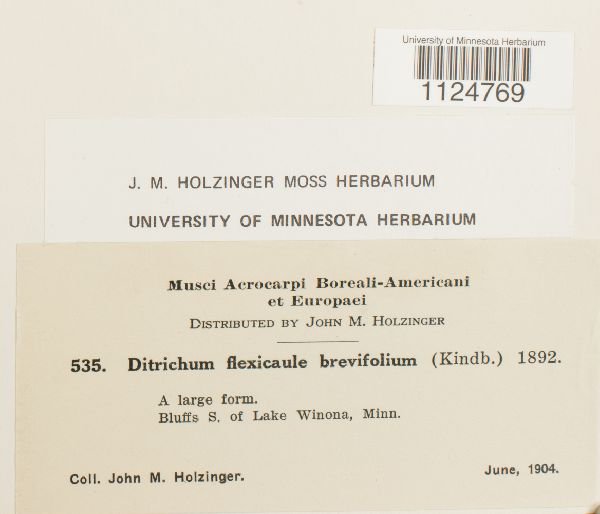 Ditrichum flexicaule var. brevifolium image