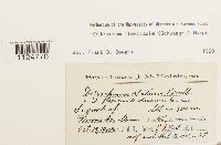 Ditrichum flexicaule image